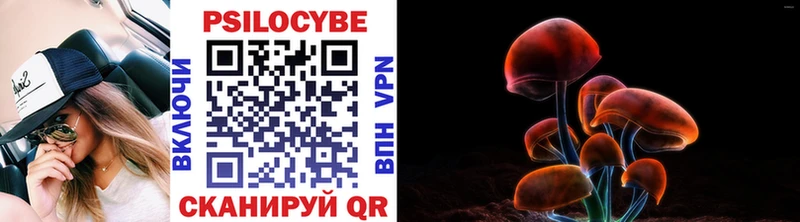 Галлюциногенные грибы Cubensis  Новая Ладога 